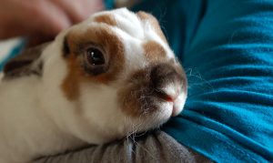 Mini rex hot sale temperament