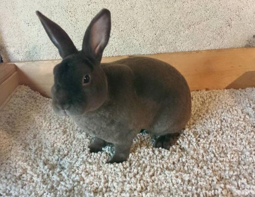 miniature dwarf rabbit