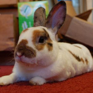 Mini Rex Rabbits In Profile Lafeber Co Small Mammals