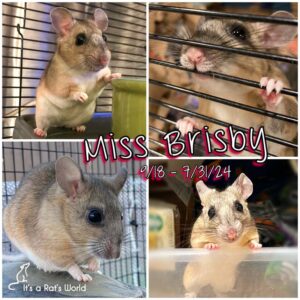 memorial collage of photos of Brisby