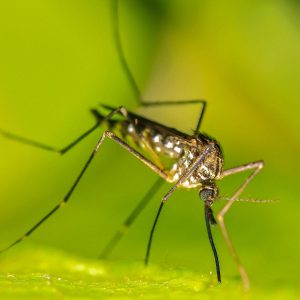 mosquito on leaf