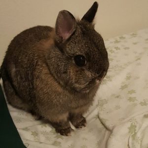 Netherland Dwarf rabbit 