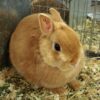 Orange Netherland Dwarf sitting in show cage