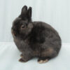 Black Netherland Dwarf rabbit posed in front of white background