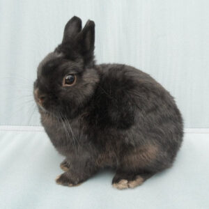Black Netherland Dwarf rabbit posed in front of white background