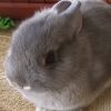 Netherland Dwarf rabbit in cage