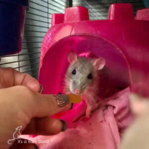 Day One And Beyond With Your Pet Rats – Lafeber Co. – Small Mammals