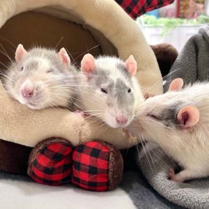 three rats pering out from hideaway beds