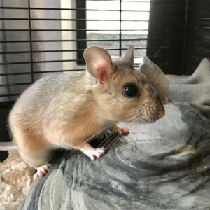 pack rat standing in cage