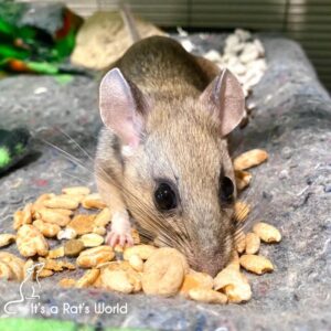 Brisby the packrat standing on a pile of food