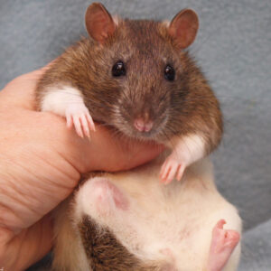 rat held upright in hand