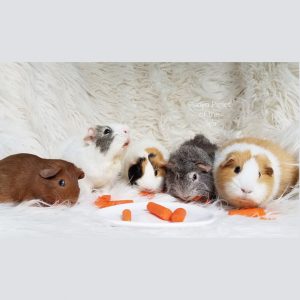 five guinea pigs eating carrots
