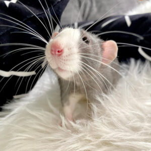 rat standing on white, fuzzy fabric