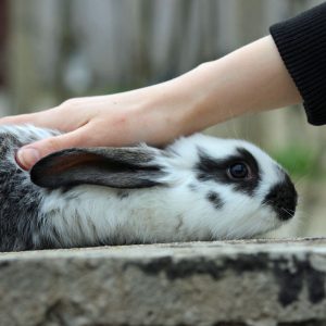 rabbit being petted on head and back