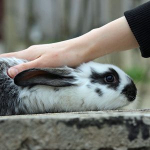 Rabbit Body Parts Chart