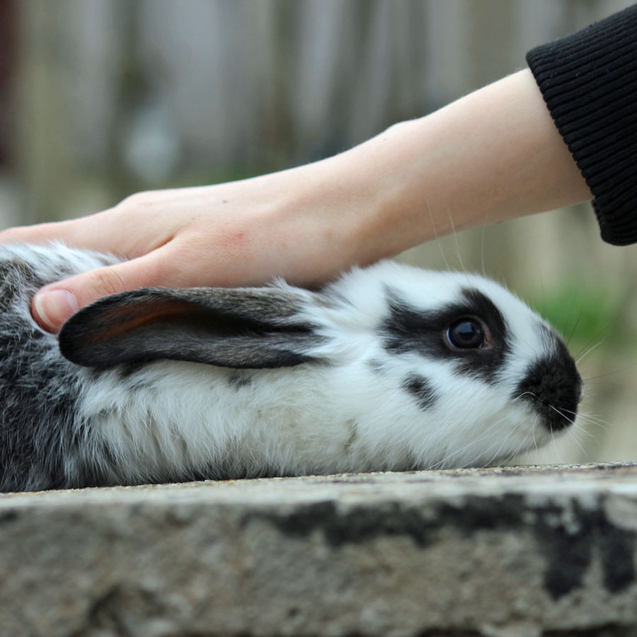 rabbit happy to see owner