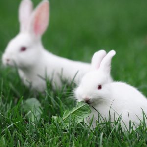 twee witte konijnen zitten naast elkaar op gras buiten