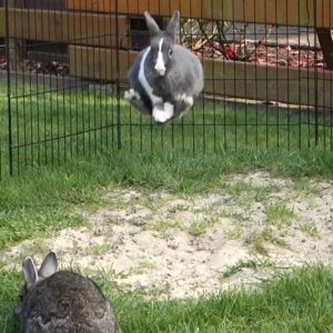 rabbit jumping in air
