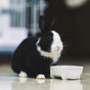 black and white rabbit sitting beside bowl on tile floor