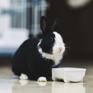 black and white rabbit sitting beside bowl on tile floor