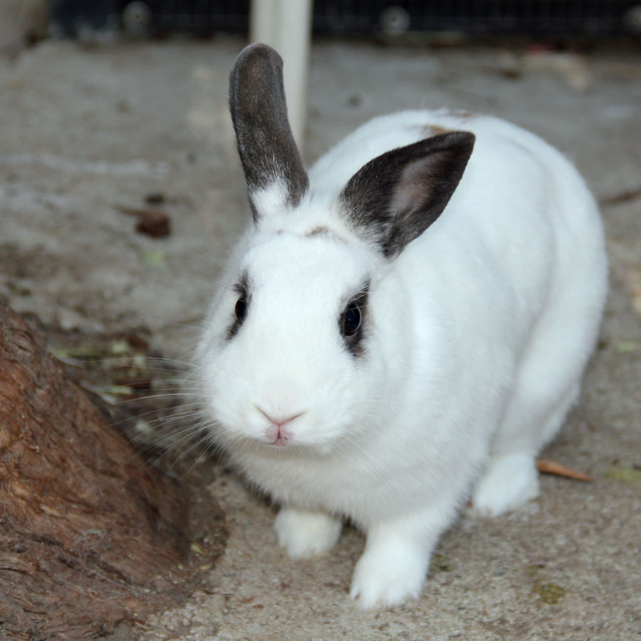 The Case Against Live Rabbits For Easter – Lafeber Co. – Small Mammals