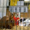 Rabbit in show cage with ribbon awarded.