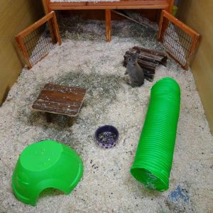 indoor rabbit habitat with open door cage, toys, tunnel, hideaway