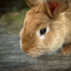 baby bunny eye problems