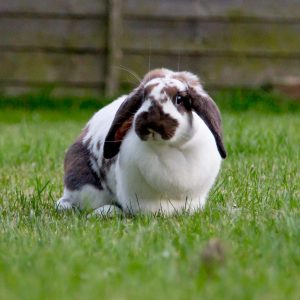 lop-eared chubby rabbit sitting in grass