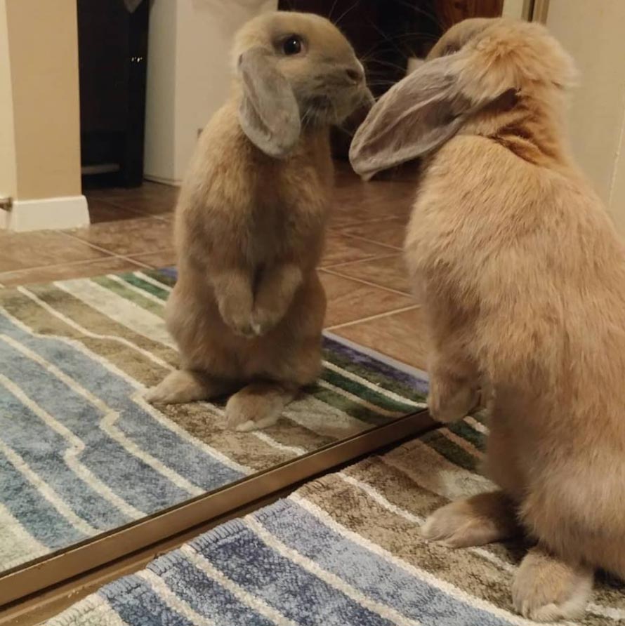 rabbit standing and looking at self in mirror