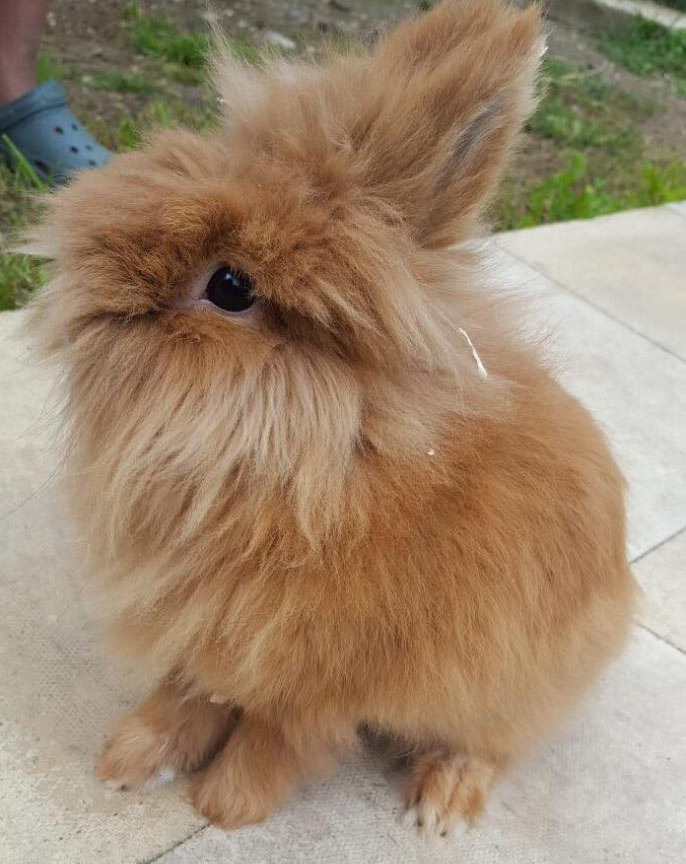 very fluffy bunny