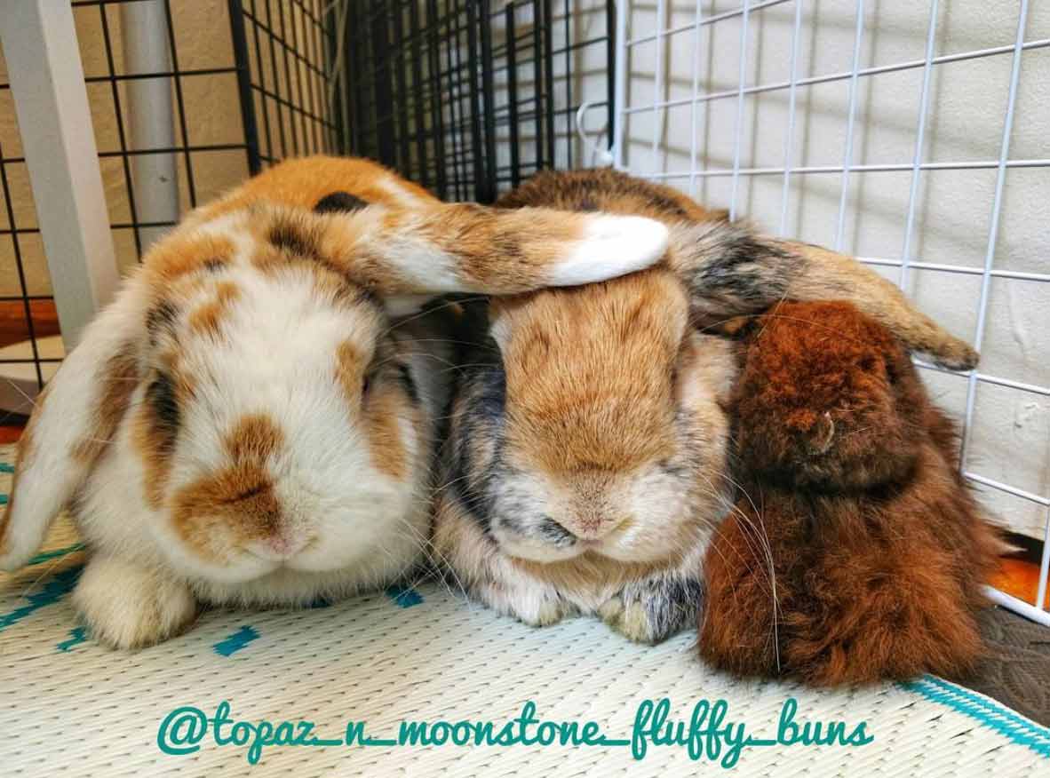 two bunnies sharing ears