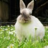 rabbit sits in exercise pen among grass with daisies