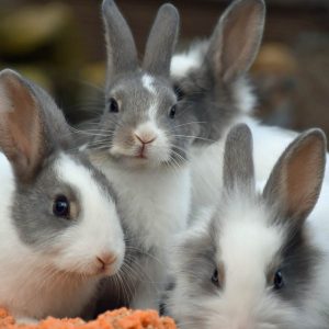 faces of a group of rabbits