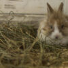 rabbit sitting among hay