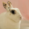 head and shoulder shot of a white rabbit, almost in profile