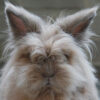 face of gray rabbit