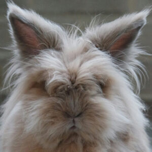 face of gray rabbit