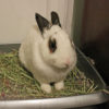 white rabbit with dark marking sitting on hay in litter box