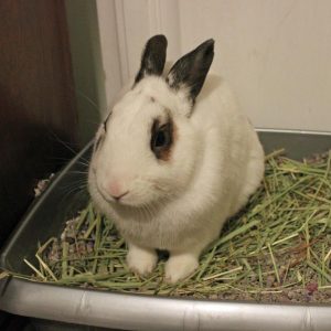 how to get them to eat their pellets and not sit in it? : r/Rabbits