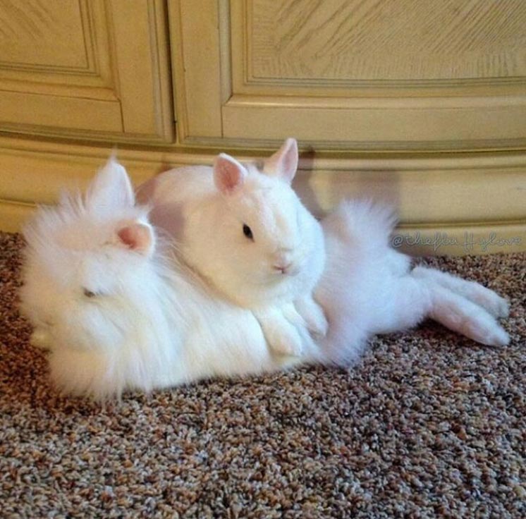 two bunnies cuddling on floor