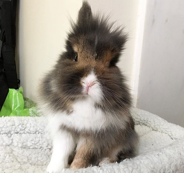 fluffy bunny sitting