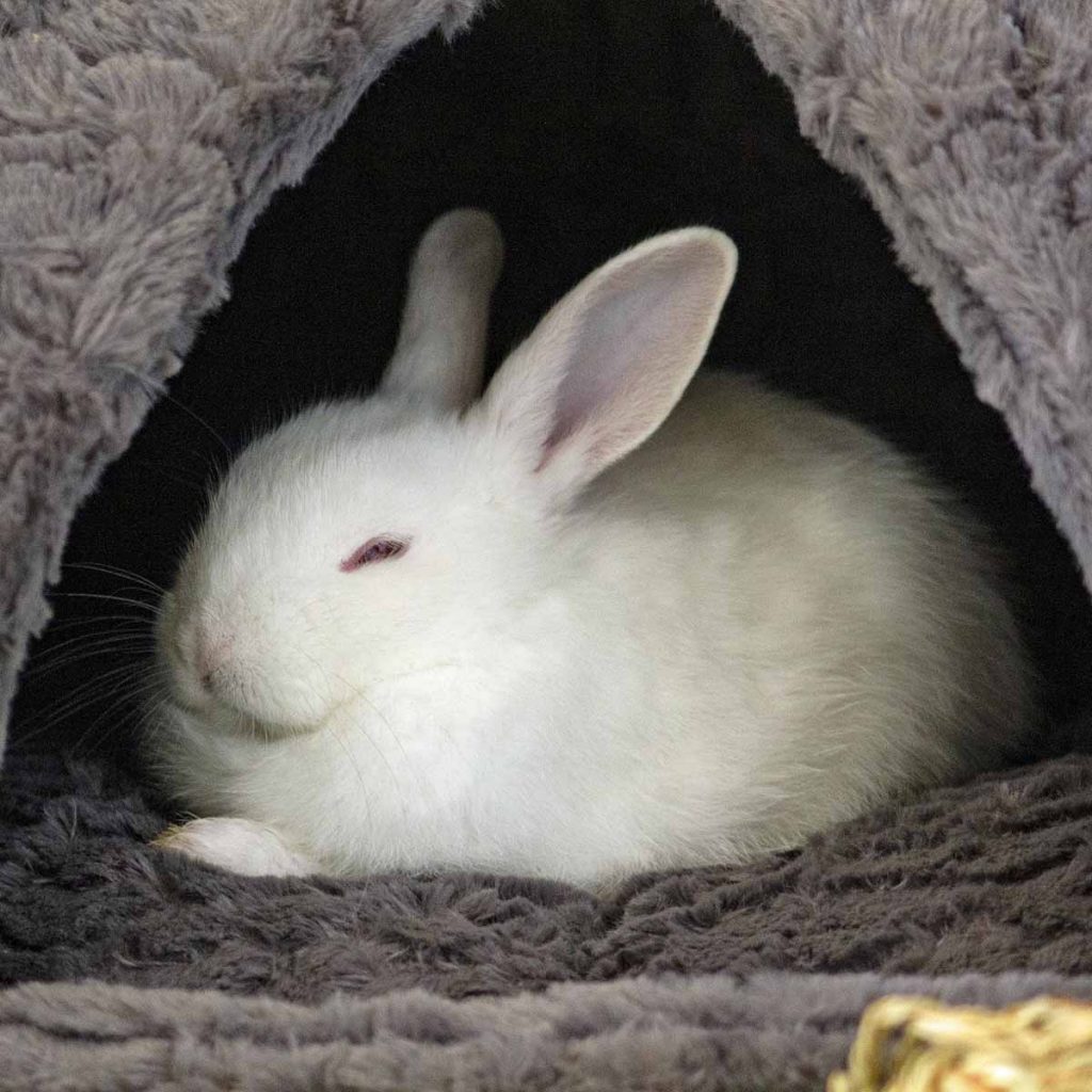 Caring For The Elderly Or Senior Rabbit Lafeber Co. Small Mammals