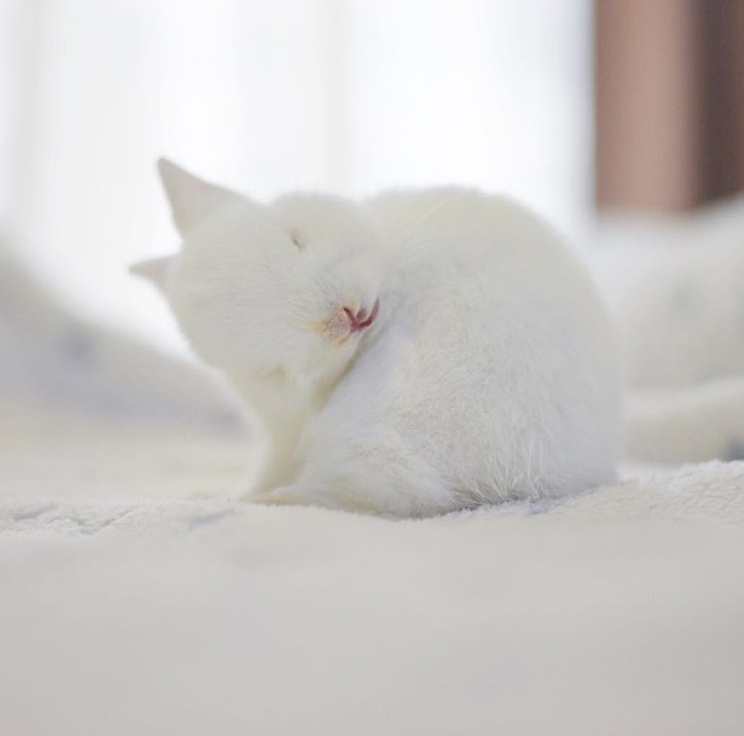 white rabbit curled up