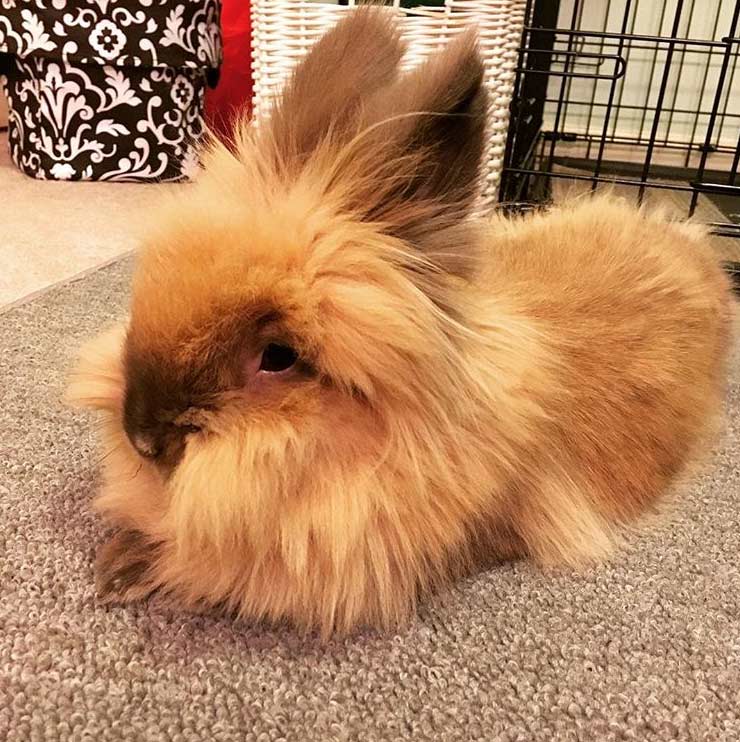 brown rabbit lying on carpet