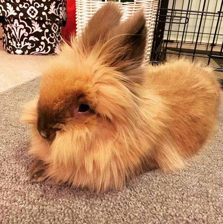 Fluffy Bunny Breed Fluffy Bunny Breed