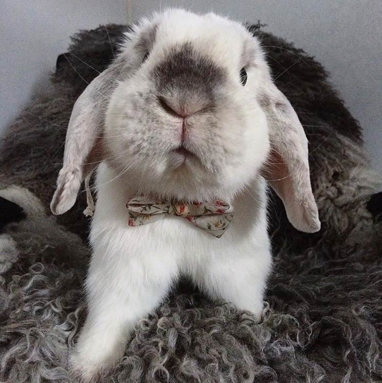 rabbit wearing bow tie