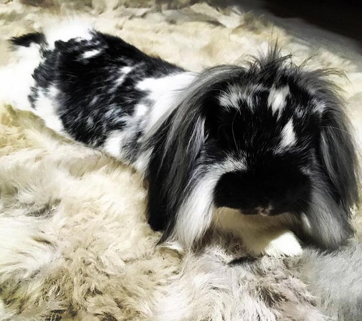 rabbit lying on carpet