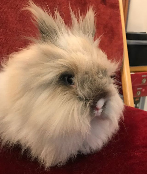 fluffy rabbit on chair