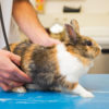 rabbit held on exam table while vet hands use stethoscope on chest